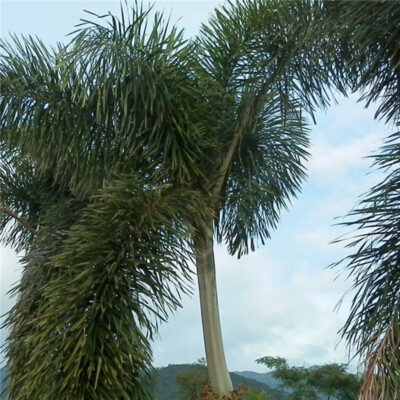 2 Pcs Foxtail Palm tree se eds for the Garden FREE SHIPPING WORLD WIDE