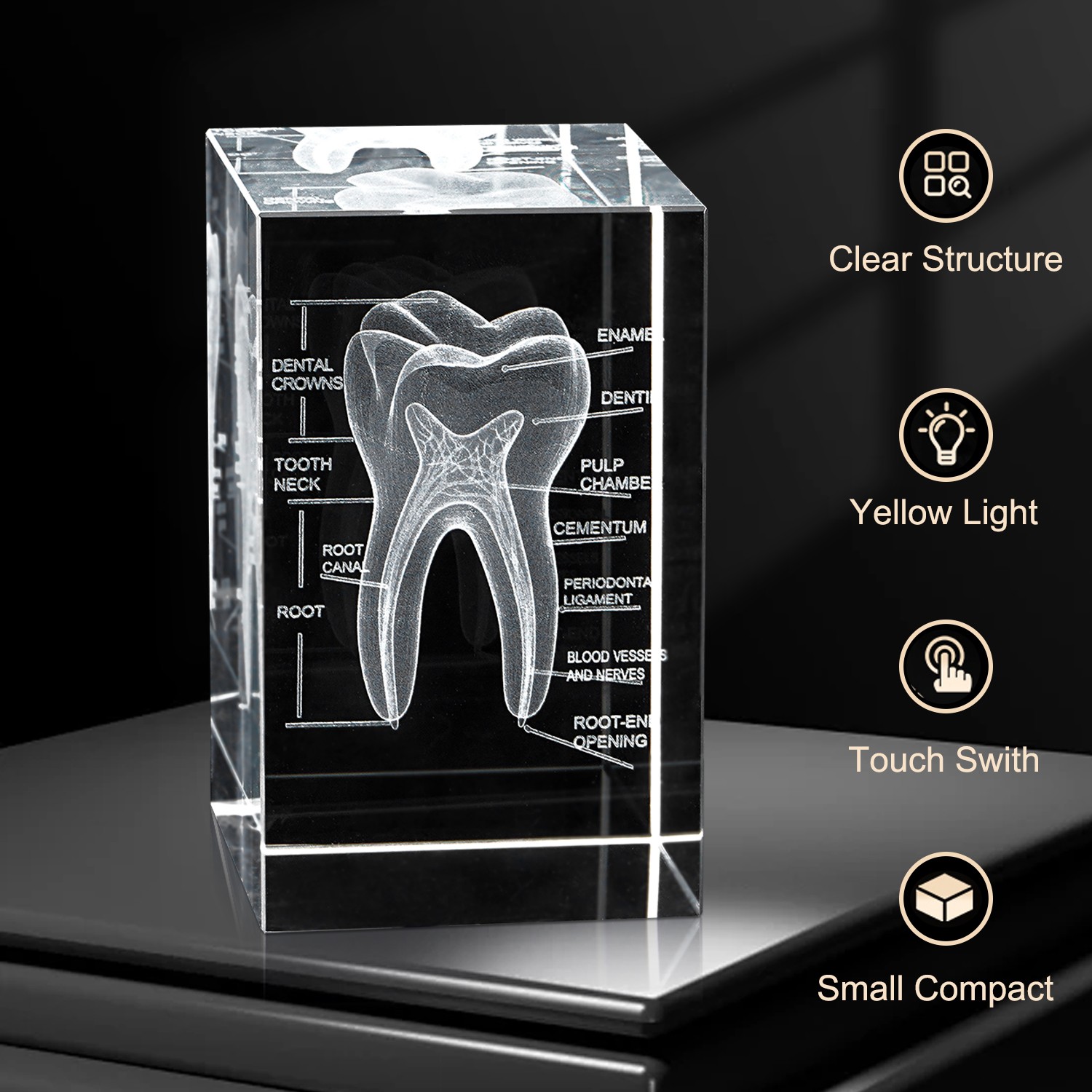 3D Human Crystal Tooth Model for Medical Dental Educational Science Office Decor