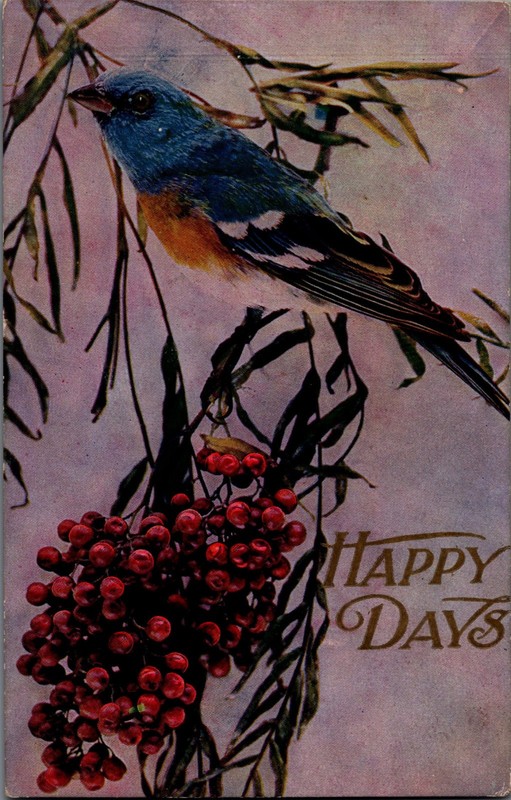 Happy Days Blue Bunting Bird Perched on Berry Antique Postcard