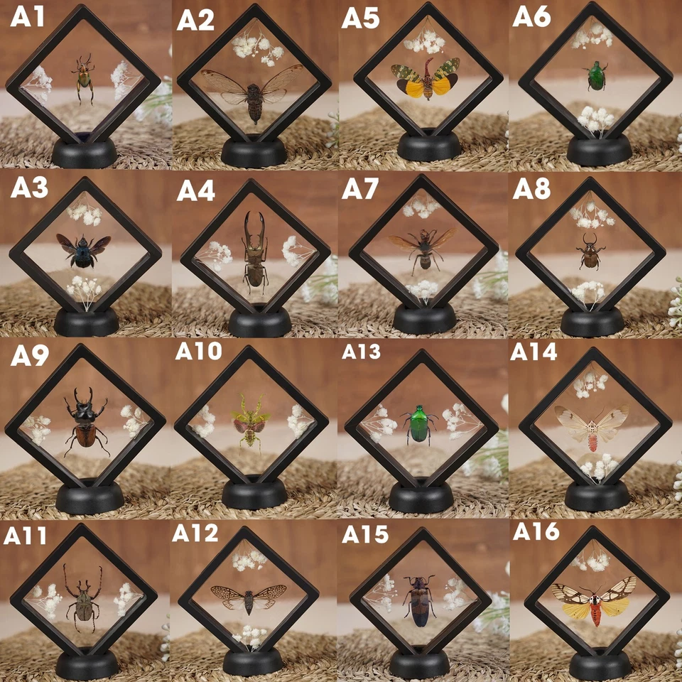 Real Clear Wings Dragonfly Framed Insect Bug Taxidermy Enotomology Decor - Image 4 of 4