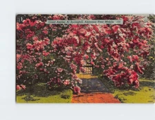 Postcard Giant Azalea At Spring Hill Mobile Alabama USA