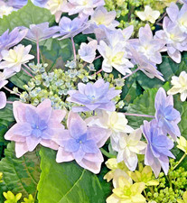 Hydrangea Floria Blue 1.5 ltr pot.   FREE POSTAGE