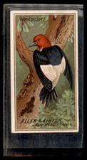 WOODPECKER 1888 N4 Allen & Ginter Birds of America