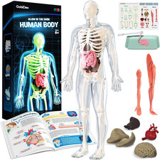 Human Body Skeleton Model Kits, 40 Piece Anatomy Figure,Glow in the Dark Bones I
