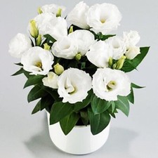 20 SEEDS white LISIANTHUS Prairie Gentian Eustoma flower bed garden USA Seller