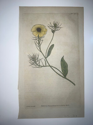 Curtis Botanical Early 19th Century H/C Engraving 1st Edition Flowers 35