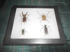 4 real spread framed mounted beetles from vietnam in riker mount #304