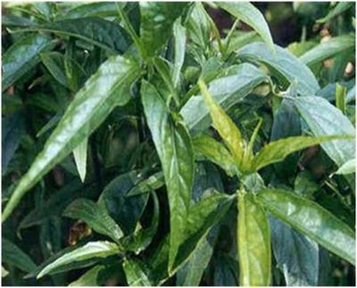 garden seeds vegetable 100 Vegetable Seed SALE Now - Free Shipping