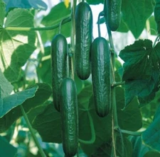Cucumber Seed 20PCS Seeds Cucumbers Cuke Cucumis Sativus Organic Bulk Seeds