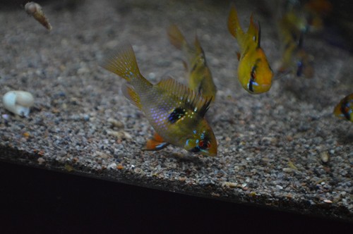 6 German Blue Rams Cichlids US Bred NOT IMPORTED - Picture 9 of 14
