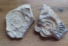 Ammoniten Fossilien ~ versteinerte Schnecken ~ 2 Stück