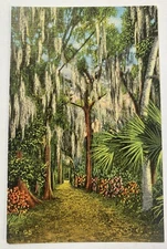 Vintage Postcard ~ Lover's Lane McKee Jungle Gardens ~ Vero Beach Florida FL