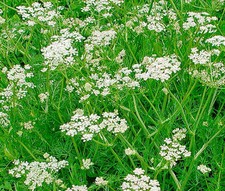 CARAWAY Carum Carvi - 1,000 Bulk Seeds