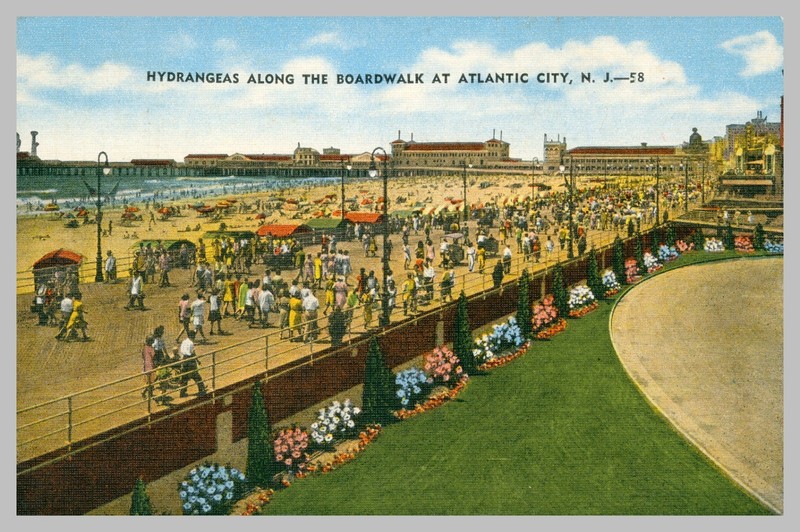 Linen Hydrangeas along the Boardwalk at Atlantic City, N.J. Posted postcard 