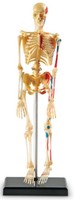 Learning Resources Skeleton Model , New, Free Shipping on sale Learning Resources Skeleton Model , New, Free Shipping on sale