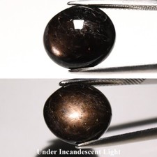    14.52ct Oval Cabochon Black 6 Ray Star Sapphire - Unheated Africa Gem