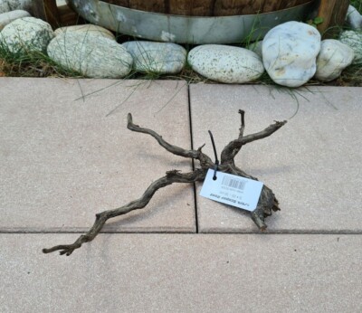Sera Scaper Root S Wurzel 33x23x10cm Holz für Welse Garnelen Fische Aquarium