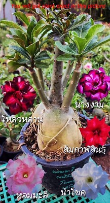 Adenium obesum 5 colours in one GRAFTED PLANT in pot 9 inches!!