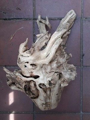 2 XL Treibholz Schwemmholz  55cm Skulptur Deko Terrarium Sukkulenten Driftwood 