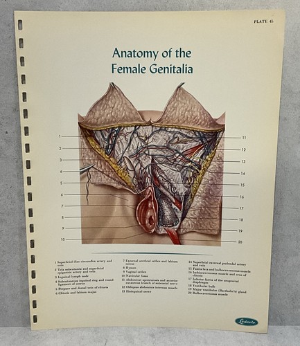 Print Plate Anatomy of the Female Genitalia Atlas of Normal Anatomy 1956