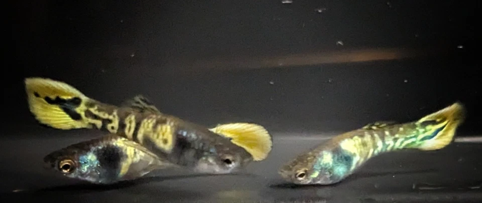 Tiger Endlers! FedEx 2 días!!! Foto 2 de 4