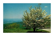 Postcard Dogwood Blooming in the Blue Ridge Mountains of Virginia    C-18