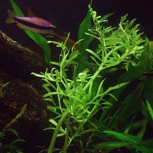 BUY 2 GET 1 FREE Water Sprite (Indian Fern) 2 Inch Pot Aquarium Plants - Image 4 of 4