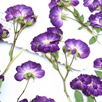 12PCS real dried side Pressed purple rose flower with leaves and stem FJN14