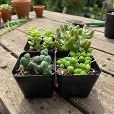 4 Live Succulent Plants – 2" Pots – Indoor Decorative Mini Succulents