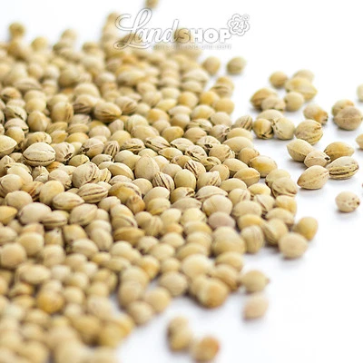 LANDWIESEN 1 kg Kirschkerne Kirschsteine lose ohne Chemie gereinigt thermisch getrocknet