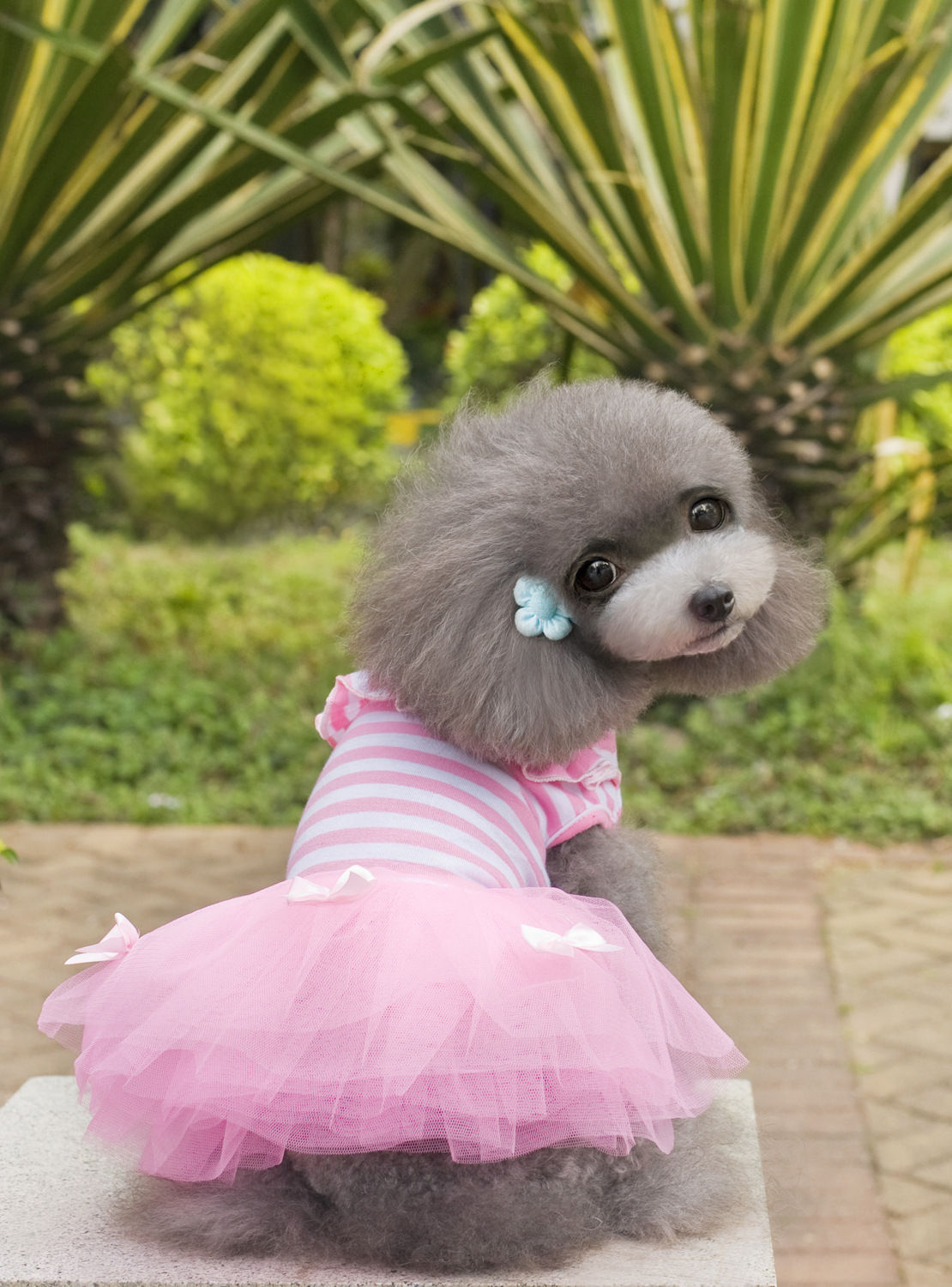Cute Puppy Pet Dog Tutu Dress Lace Skirt Cat Princess Dress Small Dog