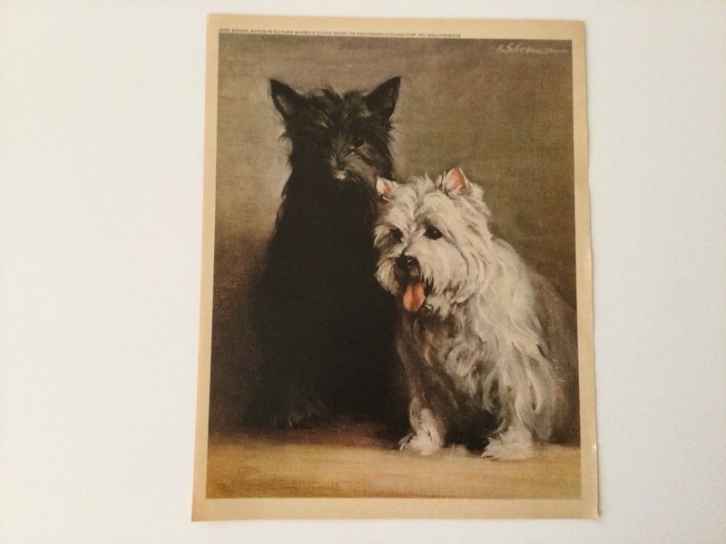 Vintage Scottie & Highland Terriers Scotch Whisky Color Signed Original Print Ad