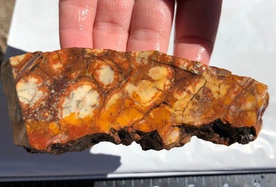 SALE Birdseye Rhyolite 88g Rough Slab 3/8-1/2  Thick Cabbing Stone Orb Jasper