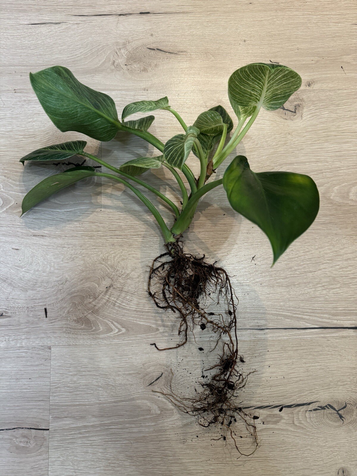 Philodendron Birkin White Wave 