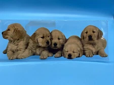 Paper House Products/Bookmark/5 Cute Goldens Puppies/7" L with Plastic 9" L/NOS
