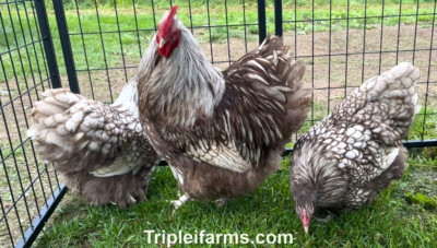 24+ ~ ENGLISH CHOCOLATE SILVER LACED ORPINGTON Fertile Hatching Eggs *UPS 2 DAY*