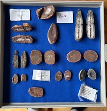 Collection Mazon Creek Carboniferous / Sammlung Karbon Fauna Flora USA Illinois