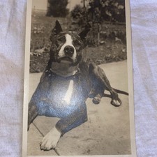 Antique 1900s Pit Bull RPPC Real Photo Postcard - American Terrier Pit Bull Dog