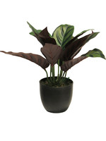 KüNstliche Calathea Sunshine GrüN Im Topf Ca. 25 Cm Aglaonema Kunstpflanze