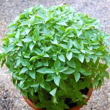 Spicy Globe Basil, or Ocimum basilicum. 300 Seeds Free Shipping