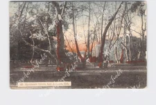 PPC Postcard CA California Los Angeles Sycamore Grove Scenic View