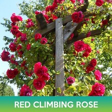 Red Climbing Rose Seeds
