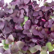 Purple Radish MICROGREEN Seeds | Non-GMO | Heirloom | Seeds for Sprouting