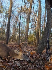 Large mature virginia whitetail buck cape