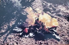 Sierra Wildflowers Nature Photograph Evening Primrose Postcard