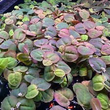 Cup Red Root Floater, Phyllanthus Fluitans Live Aquarium Plants BUY2 GET 1FREE
