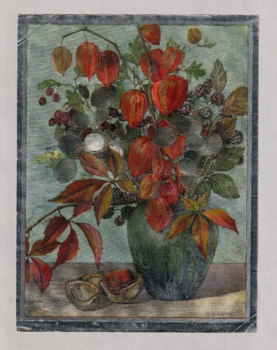Vintage Foil Art Print Chinese Lantern & Silver Dollar Plants A E Hayes 8.5x6.5 - Picture 2 of 3