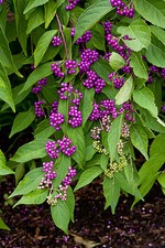 American Beautyberry, Callicarpa americana, Seeds (Showy)