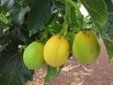 BARBADOS NUT exotic Jatropha curcas rare succulent biodiesel plant seed 15 seeds