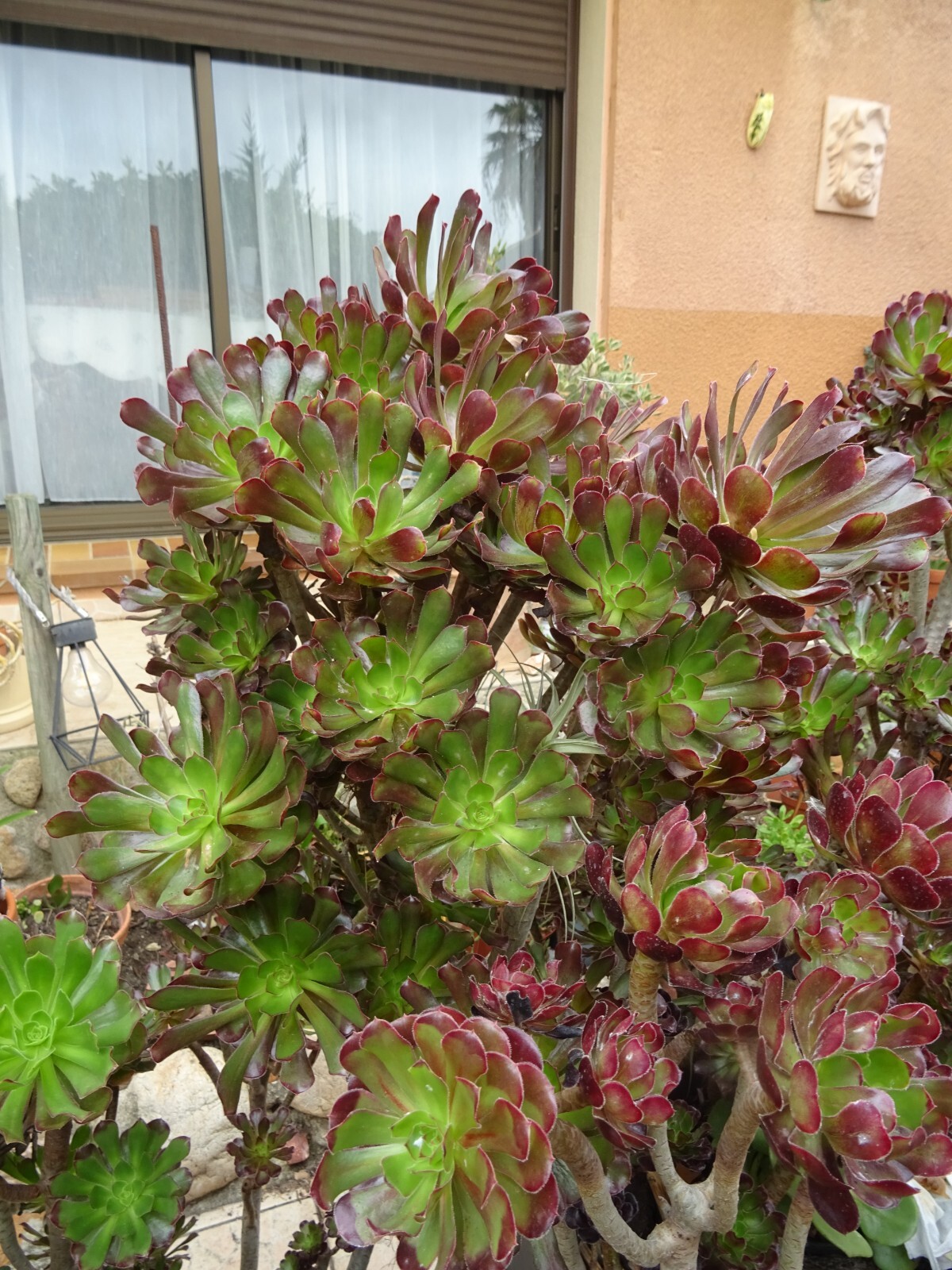 25 têtes d'eoniums rosettes charnues pour bouturage facile de plantes grasses